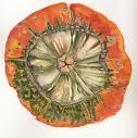 Watercolor painting of a Turk's cap gourd.